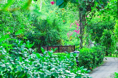 a pathway in the green garden
