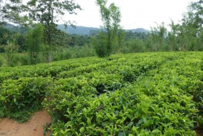 Southern tea estate and factory picture 3